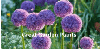 Great Garden Plants: The Ultimate Guide to Building a Beautiful and Functional Garden Great Garden Plants