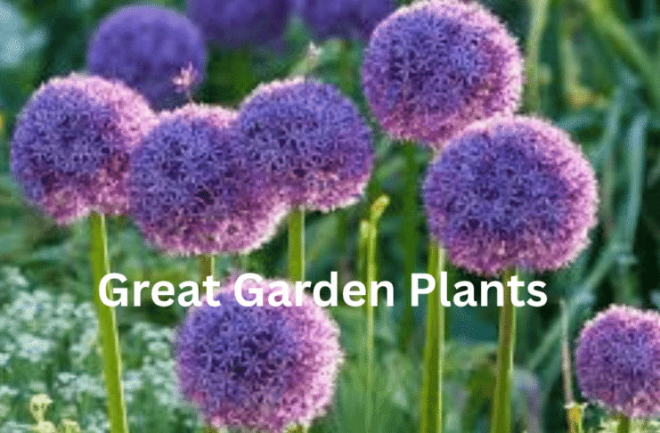 Great Garden Plants