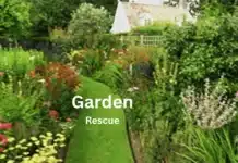 Garden Rescue: Transforming Your Outdoor Space with Smart Planning garden rescue