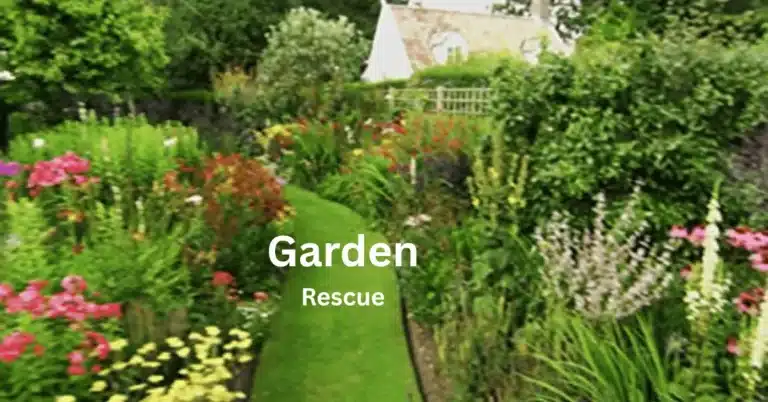 Garden Rescue: Transforming Your Outdoor Space with Smart Planning